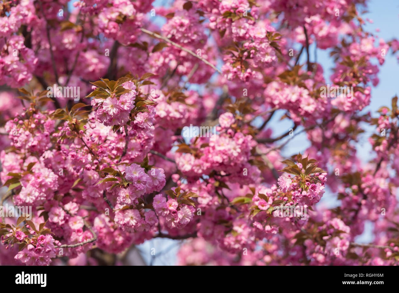 Rosa sakura fiori sulla molla cherrys rametti. In primavera la natura sullo sfondo Foto Stock