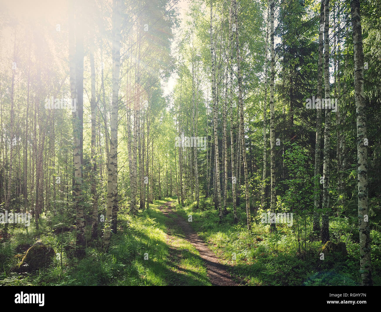 Naturale verde foresta finlandese illuminata dal sole attraverso gli alberi. Il concetto di ecologia e natura prenotazione Foto Stock