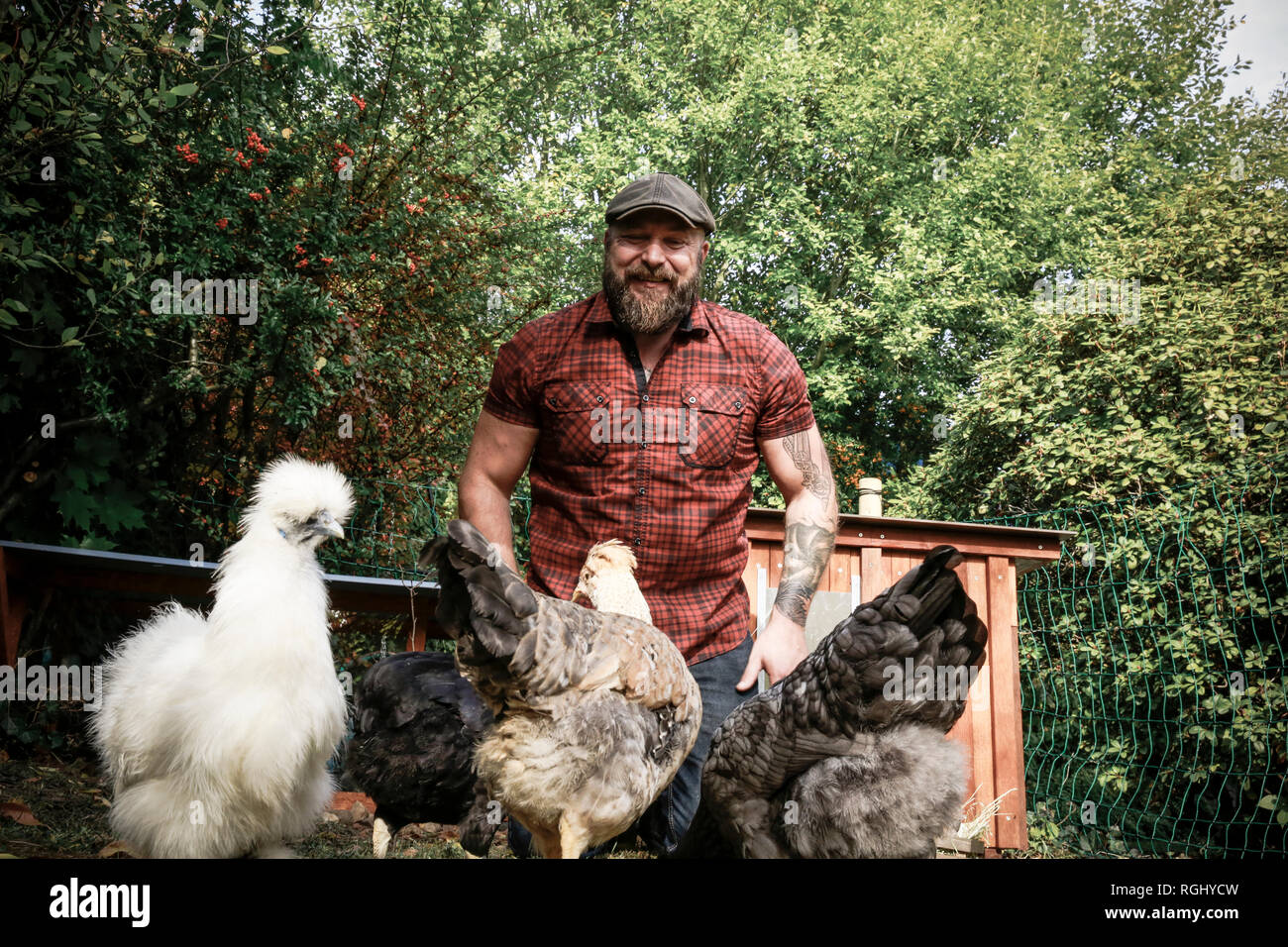 L uomo nel suo giardino, polli ruspanti Foto Stock