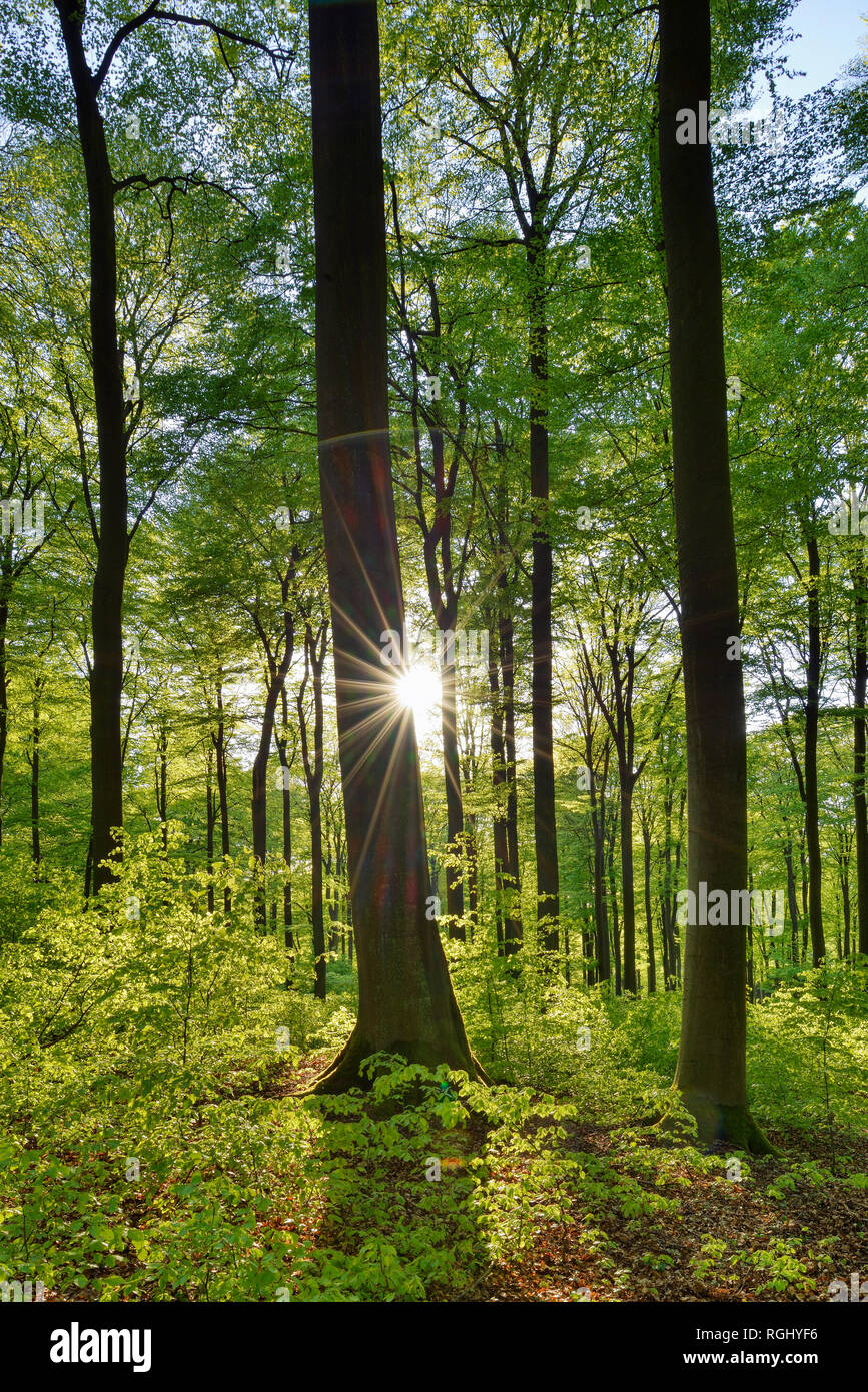 Vitale foresta verde in primavera con sole e raggi solari, Westerwald, Renania-Palatinato, Germania Foto Stock