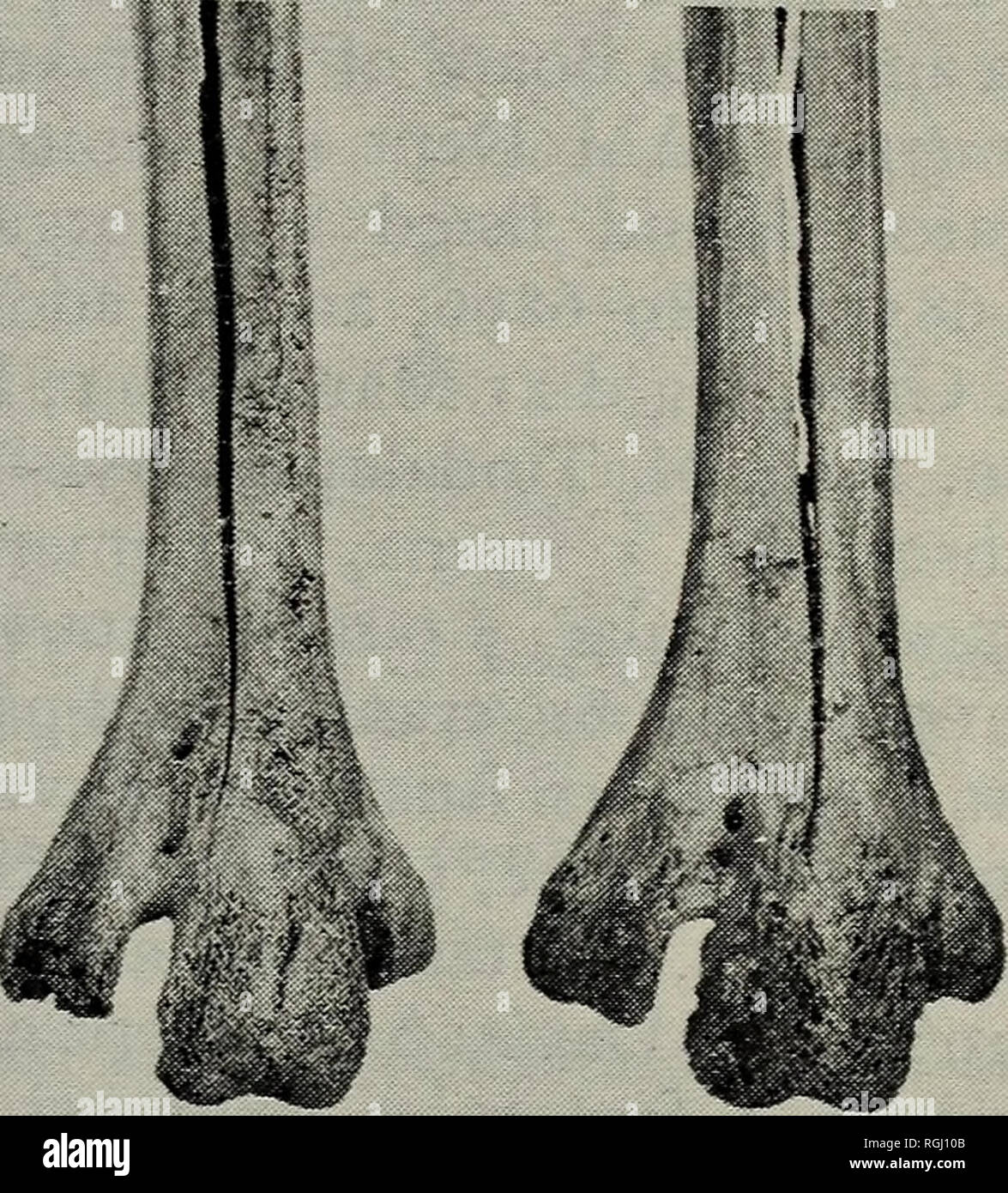 . Bollettino della British ornitologi' Club. Gli uccelli. 19 [Bull.Brit.Om.cl.1984104(f)] l'estinto Kangaroo Island Uem, uno finora- specie non riconosciuto da Shane A. Parker ha ricevuto 14 gennaio 1984 Dwarf emu sono noti per avere si è verificato su Kangaroo Island, Sud Australia, e Re isola nel Bass Strait. Le popolazioni di entrambe le isole sembrano essersi estinta subito dopo l'avvento di insediamento europeo. Nel corso di uno studio della loro Tassonomia e nomenclatura (Parker in io ho %mm^. Si prega di notare che queste immagini vengono estratte dalla pagina sottoposta a scansione di immagini che possono essere state migliorate digitalmente Foto Stock