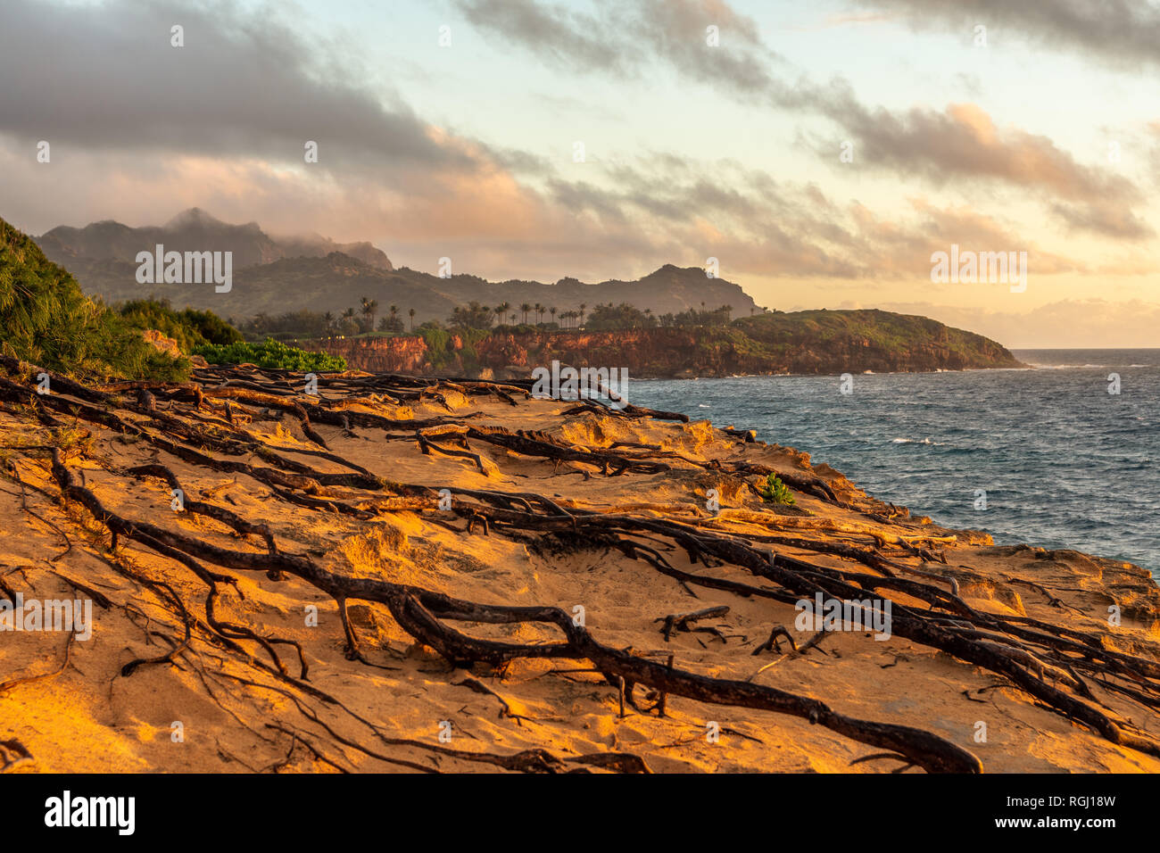 Radici esposte dalla vicina ironwood pine oltre il litorale sabbioso, Poipu, Koloa, Kauai, Hawaii Foto Stock