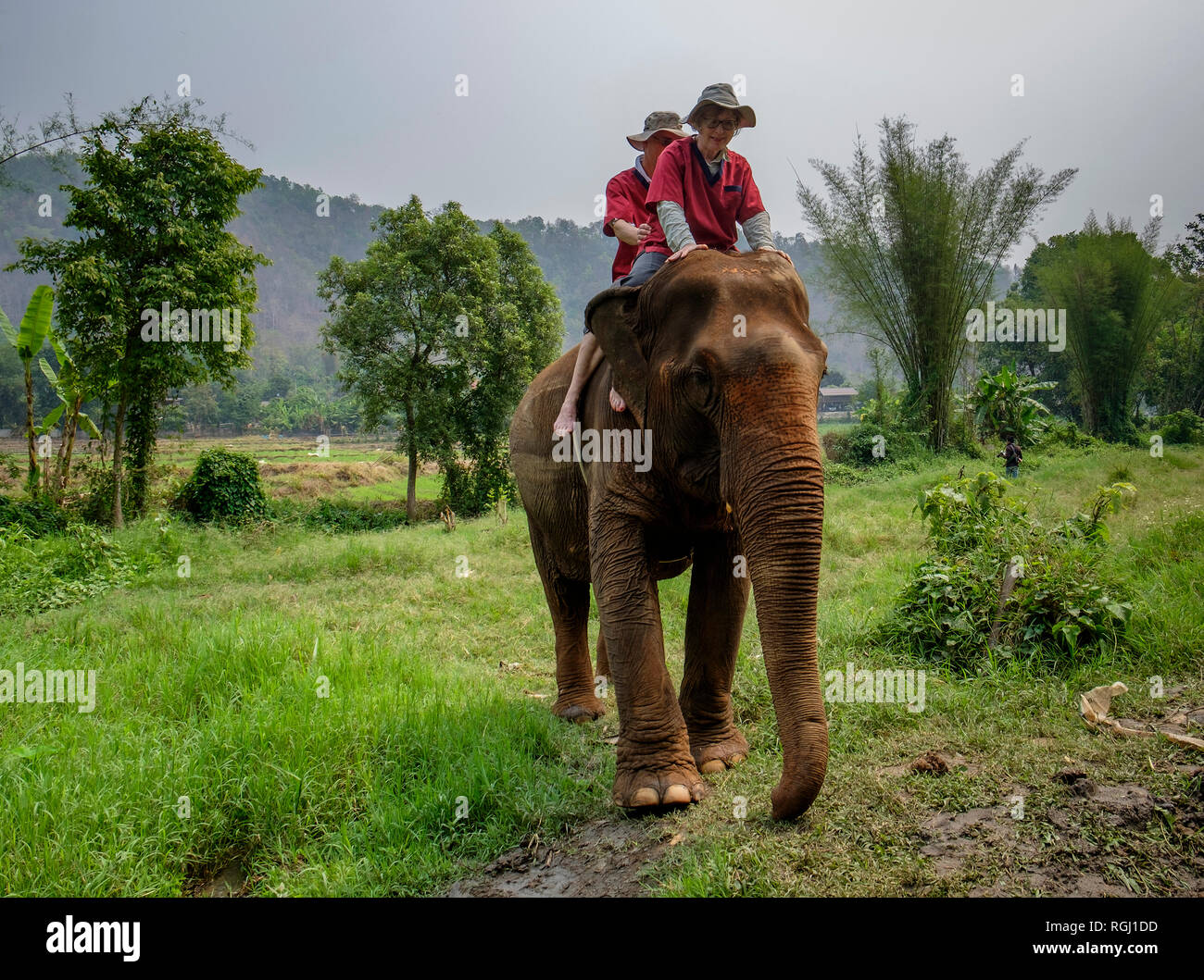 Thailandia Chiang Mai provincia, Ran Tong elefante santuario, trekking elefante Foto Stock