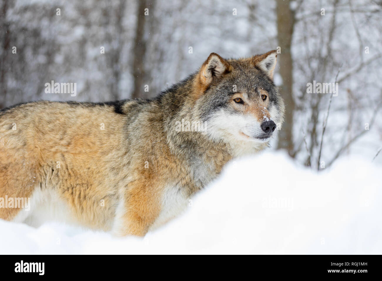Lupo sorge nella neve nella splendida foresta di inverno Foto Stock