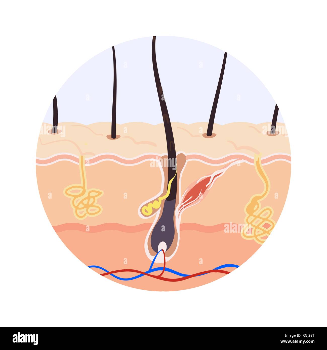 Illustrazione della struttura della radice dei capelli Immagine e  Vettoriale - Alamy