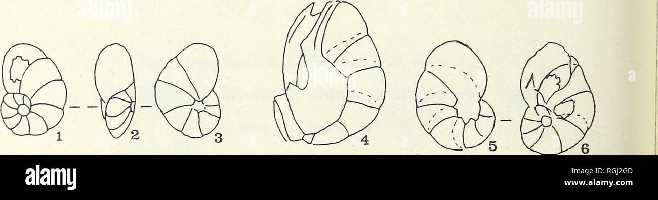 . Bollettino del Museo Britannico di storia naturale). Zoologia . Supplemento.. 212 J. R. HAYNES trochospire, 8 : 3- aumentando progressivamente la propria dimensione come aggiunto, gonfiato, diventando due volte così elevata come long, ultimo uno leggermente sporgente nell'umbilicus ventrale; suture dis- tinct, impressionato, radiale sul lato ventrale, leggermente curvate indietro sul lato dorsale; parete traslucida, distintamente perforare; apertura apparentemente ventrale e basal; distinti umbilicus ventrale. Dimensioni. Massimo diametro 0-15 mm, larghezza o-io mm, spessore o-66 mm, proloculus diametro circa 15 micron. Materiale. Un solo campione. D Foto Stock