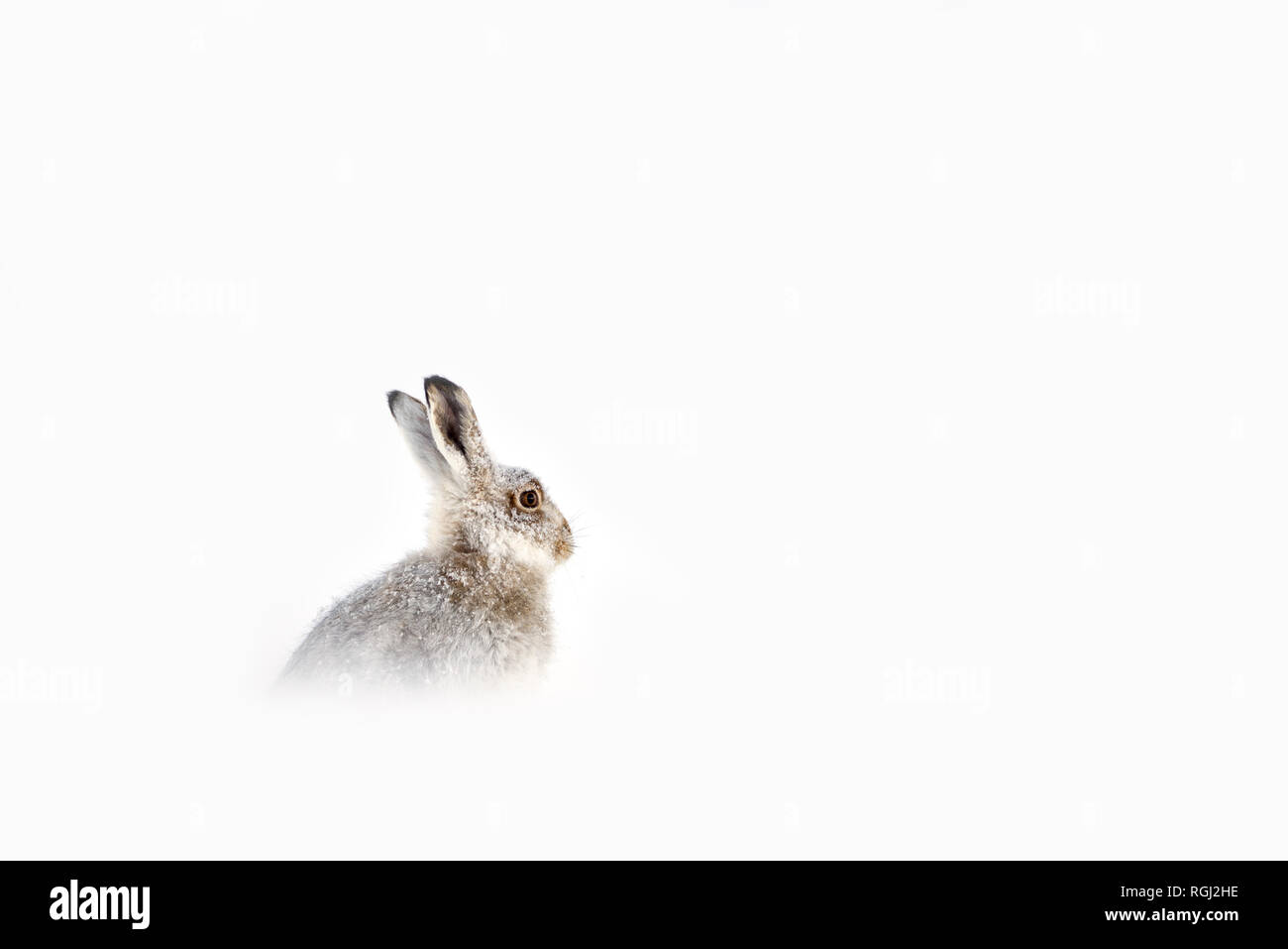 Regno Unito, Scozia, ritratto di lepre bianca nella neve Foto Stock