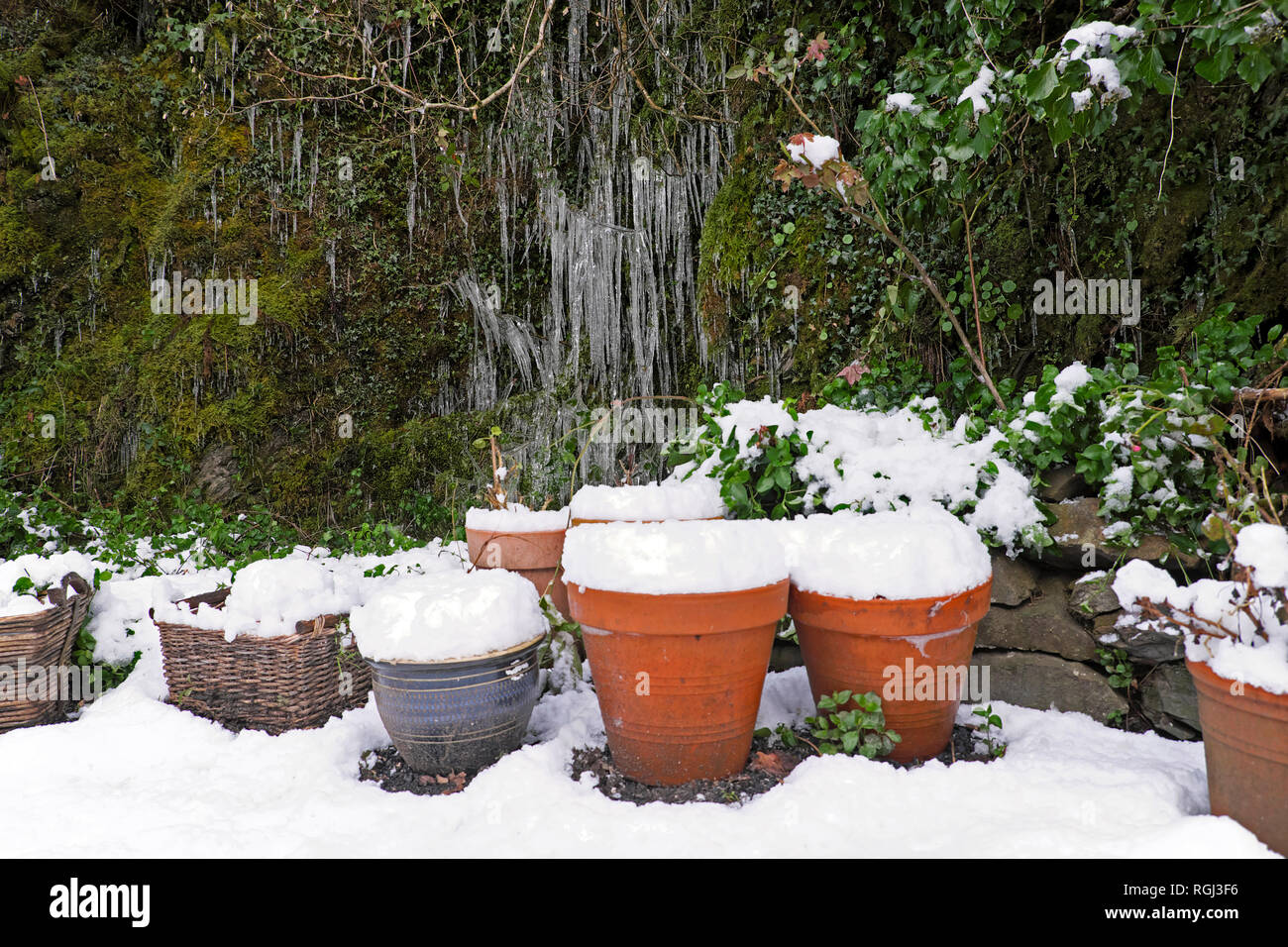 Un gruppo di vasi di terracotta e ghiaccioli su ivy e moss in gennaio in inverno la neve in un piccolo giardino rurale in Carmarthenshire West Wales UK KATHY DEWITT Foto Stock