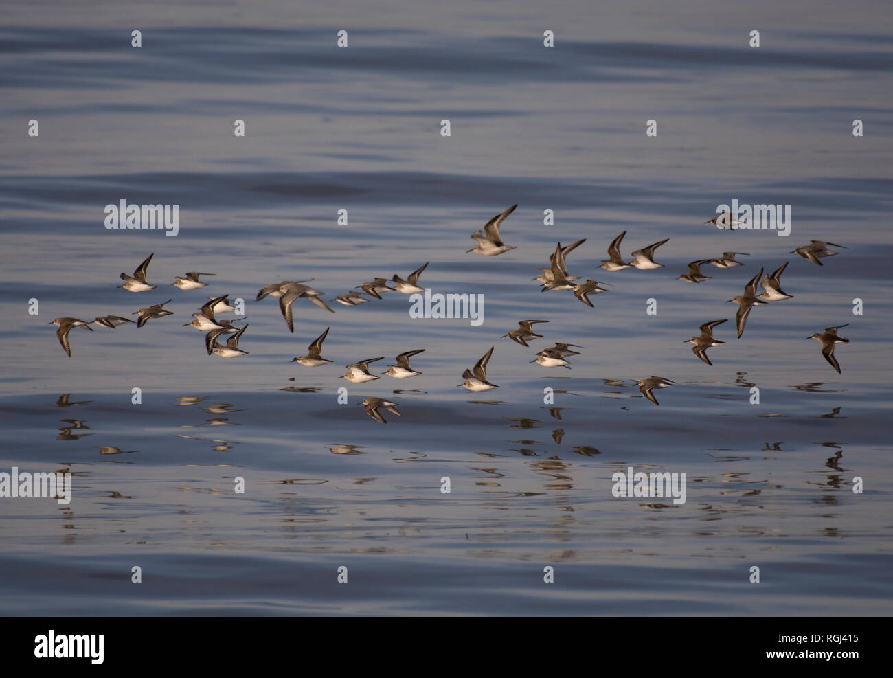 Sanderling, Calidris alba, gregge in volo, Morecambe Bay, Lancashire, Regno Unito Foto Stock