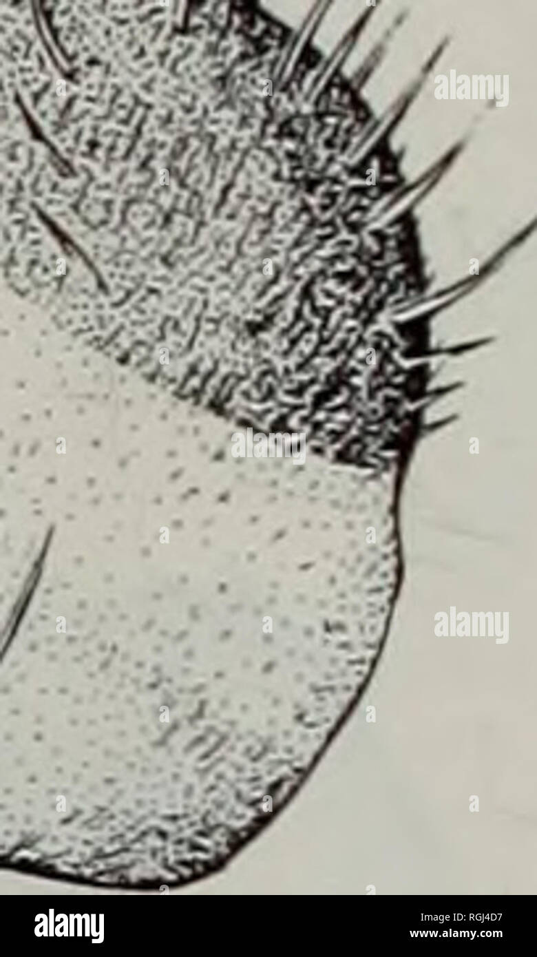 . Bollettino del Museo Britannico di Storia Naturale) Entomologia. IMS'' jJ-lv-W. iD â V " -â â â ' â ' â ' .:â ...-â. Si prega di notare che queste immagini vengono estratte dalla pagina sottoposta a scansione di immagini che possono essere state migliorate digitalmente per la leggibilità - Colorazione e aspetto di queste illustrazioni potrebbero non perfettamente assomigliano al lavoro originale. British Museum (storia naturale). Londra : BM(NH) Foto Stock