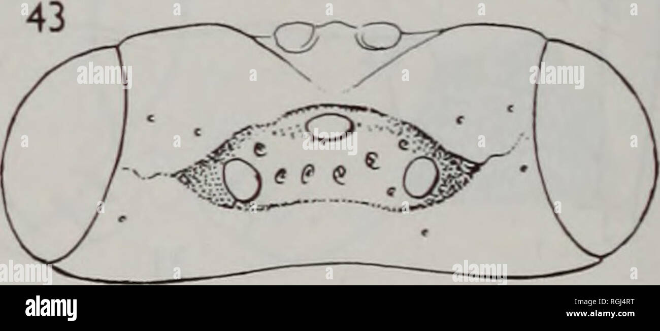 . Bollettino del Museo Britannico di Storia Naturale) Entomologia. . Figg 34-43 34,35, Holcotetrastichus rhosaces (Walker) $: (34) scutellum, metanotum e propodeum; (35) hypopygium. 36, Thripastichus gentilei (Del Guercio) $, gaster. 37, Sigmophora brevicornis (Panzer) 9, testa, pronotum, mesoscutum e scutellum. 38, Kolopterna quartensis sp. n. 9, metà tibia (distale) e Tarso. 39,40, K. salina sp. n. 9: (39) metà tibia (distale) e Tarso; (40) Testa, profilo. 41-43, Anaprostocetus acuminatus (Ratzeburg) 9; (41) hind coxa; (42) propodeum; (43) Testa, dorsale.. Si prega di notare che queste immagini sono ex Foto Stock