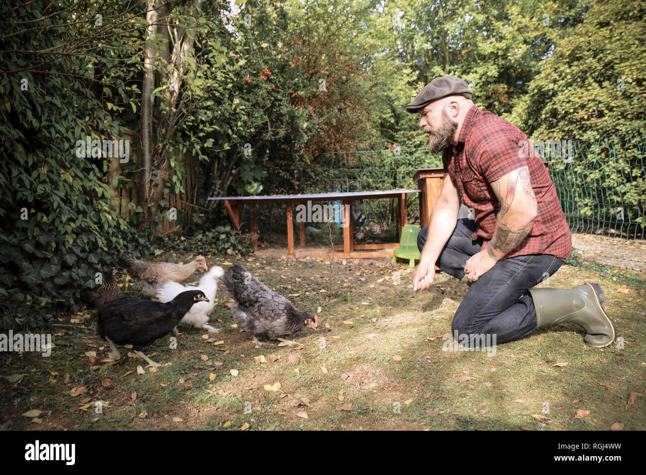 L uomo nel suo giardino, uomo alimentazione di polli ruspanti Foto Stock