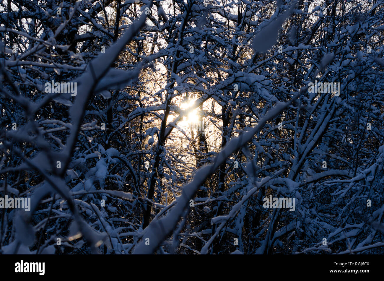 Coperta di neve rami con regolazione del sole in background Foto Stock