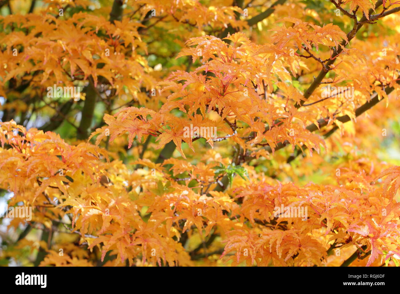 Acer palmatum crispifolium shishigashira immagini e fotografie stock ad  alta risoluzione - Alamy