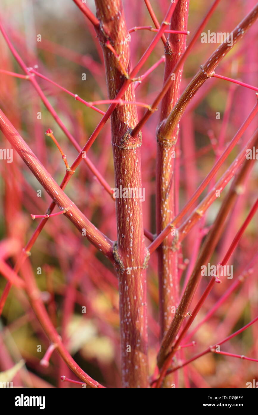 Acer palmatum Sango kaku. Colpisce gli steli rosso Corteccia di Acer Sango-kaku in un tardo autunno del giardino (novembre), Regno Unito Foto Stock