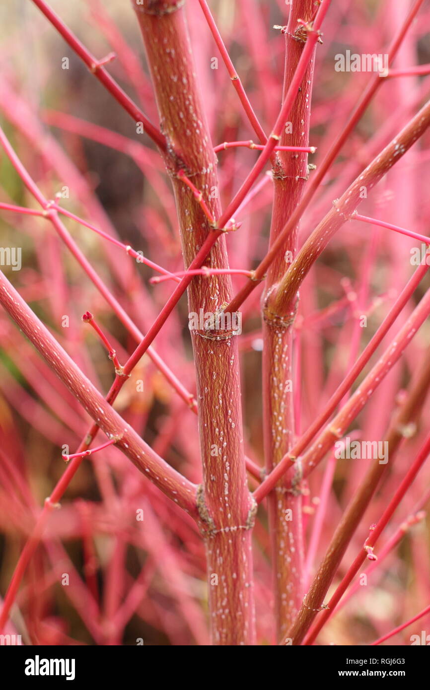 Acer palmatum Sango kaku. Colpisce gli steli rosso Corteccia di Acer Sango-kaku in un tardo autunno del giardino (novembre), Regno Unito Foto Stock