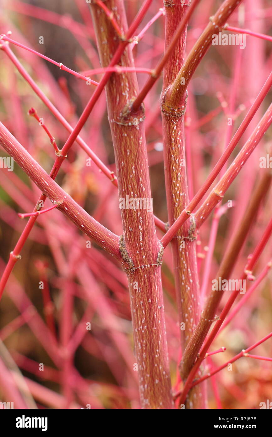 Acer palmatum Sango kaku. Colpisce gli steli rosso Corteccia di Acer Sango-kaku in un tardo autunno del giardino (novembre), Regno Unito Foto Stock