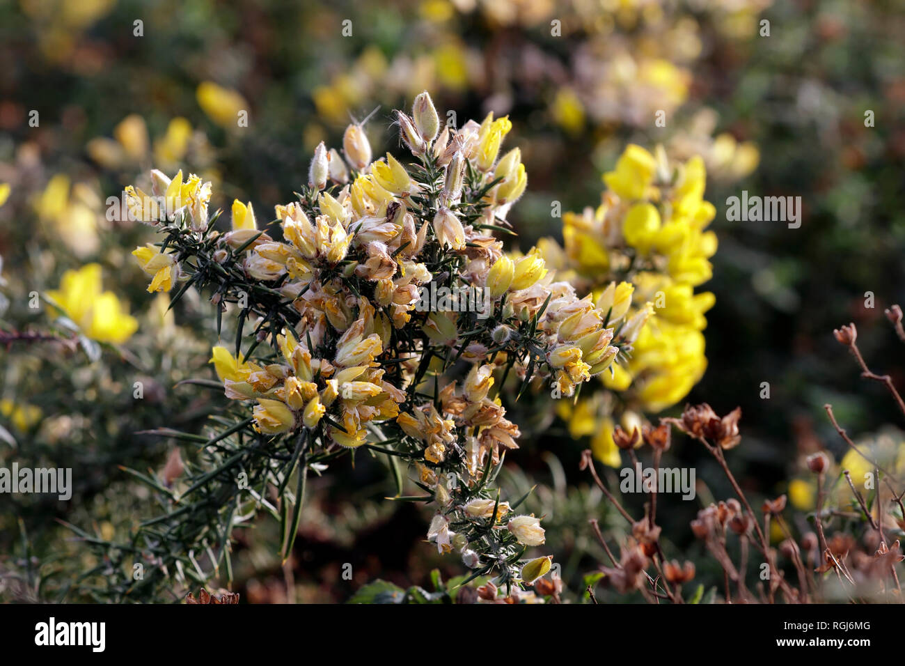 Wild giallo fiori spinosi a diversi stadi di maturazione con bella luce. Northern prati portoghese durante l'autunno. Foto Stock