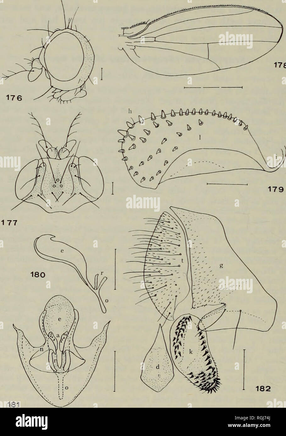 . Bollettino del Museo Britannico di Storia Naturale) Entom suppl. 64 T. OKADA asta verticale, con pochi sensilla subapically. Piastra Hypandrial allungato, basally ampia. Ventrale di Fragma a forma di V, p.f. = aBCdEfg0HikLmn. Uova di lobo guida robusta, nero brunastro, bruscamente il restringimento in direzione prossimale, ampiamente truncate distalmente, con circa ventiquattro marginale e diciassette discale nero forte denti appuntiti. Istmo basale nero, breve, un sesto come lungo come uova di lobo di guida. 178. Figg. 176-182. Scaptomyza silvata sp. n aspetto ; 178, &LT;j ala ; 179, $ uovo-guida organi fallico, aspetto ventrale 176, o*, testa asp laterale Foto Stock