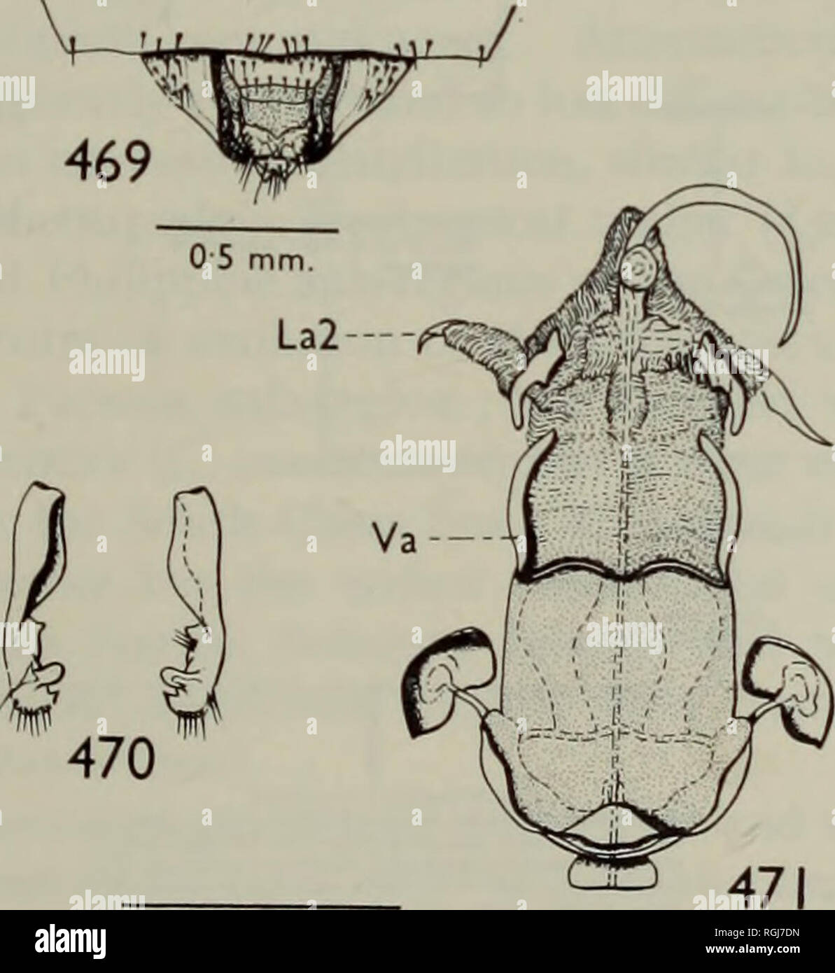 . Bollettino del Museo Britannico di Storia Naturale) Entom suppl. Il LEPTOCORISINAE DEL MONDO 145 cJ. La lunghezza del corpo, 133 mm., larghezza 28 mm. La lunghezza della testa, 16 mm., larghezza 18 mm. Anten- nae, segmento I, 27 mm., II, 24 mm., III e IV mancante. Rostro, segmento I, 16 mm., II, 17 mm., Ill, o-8 mm., IV, 1-3 mm. Pronotum, lunghezza, 2-6 mm., larghezza, 2-8 mm. Hind femori e tibiae mancante. Distanza tra ocelli, 0-5 mm., la distanza tra un ocellus e un occhio, 09 mm. Corpo di medie dimensioni, nero brunastro. Testa marrone giallastro, tinto nero, parte inferiore marrone giallastro, solo clypeus, labrum e segmenti rostrale Foto Stock