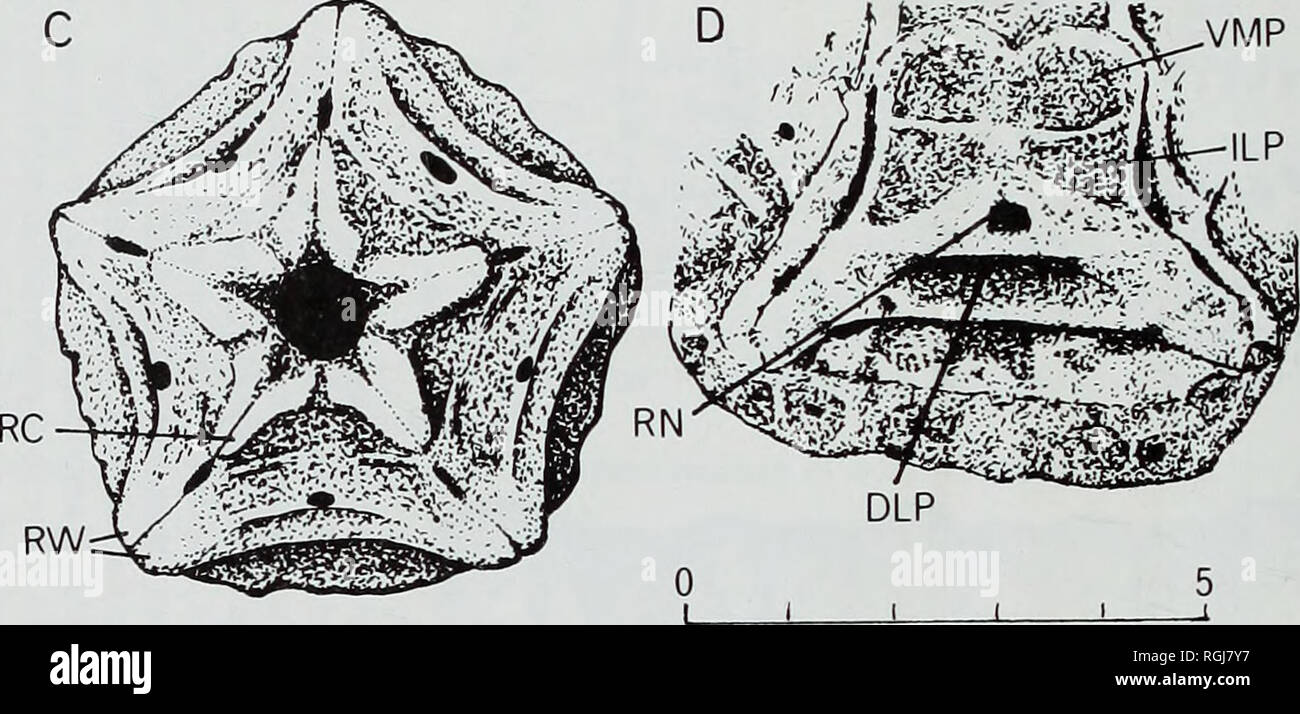 . Bollettino del Museo Britannico di storia naturale), la geologia. -CDD. mm Fig. 75 Camera lucida di disegni per illustrare la morfologia di base di crinoidi comatulid. Un, vista dorsale della piastra centrodorsal di Glenotremites rotundus (falegname) per mostrare la cirral sfaccettature e prominenti star dorsale. E.51657, Albian, Blackdown Greensand, Blackdown, Devon. (CDD, centro- diametro dorsale.) B, vista ventrale della stessa centrodorsal per mostrare la cavità centrale circondato da cinque depressioni poco profonde per le piastre basale (BD) e cinque piccoli nervo radiale canali (RN). C, vista ventrale della tazza completa di Glenotremites cfr ae Foto Stock