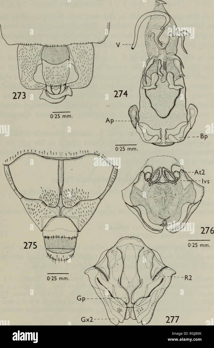 . Bollettino del Museo Britannico di Storia Naturale) Entom suppl. Il LEPTOCORISINAE DEL MONDO 81 del segmento I, 1-5-1-6 mm., II, 1-7-1-8 mm., Ill, 0-8-0-9 in mm., IV, 0-7-0-8 mm. Pronotum, lunghezza 2-8-2-9 mm., larghezza 2-4-2-5 mm. Hind femori 6-9-7-0 mm. Hind tibia, 7-0-7-1 mm. Distanza tra ocelli, 0-5 mm., la distanza tra un ocellus e un occhio, 0-9 mm. Leggermente più lungo o" con di solito meno dark hemielytra, margine posteriore del settimo sterno addominale emarginate, con una piccola protuberanza arrotondata in Medio (Testo-fig. 275).. 025 mm. Figg. 273-277. Leptocorisa biguttata, 273, 274, Foto Stock