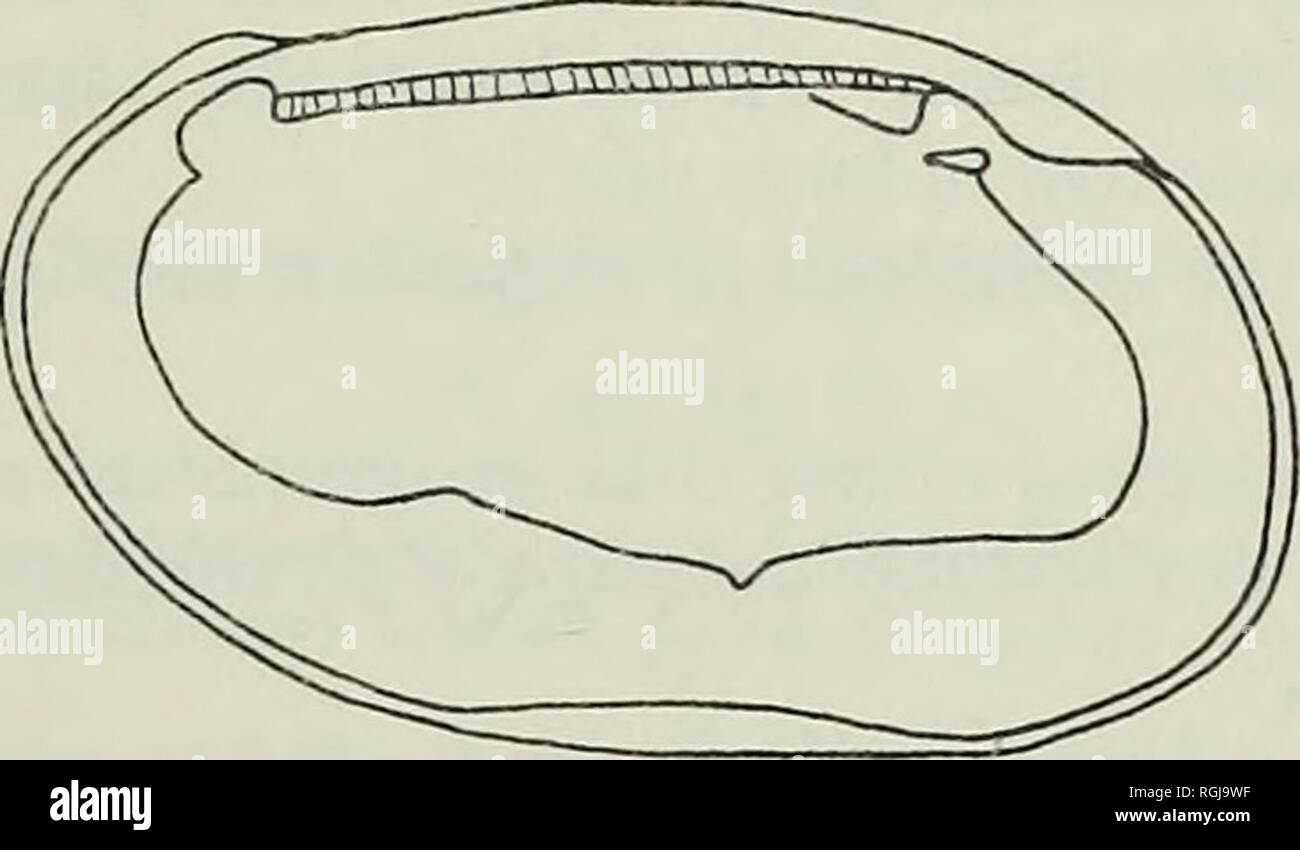 . Bollettino del Museo Britannico di storia naturale), la geologia. Del nord-ovest d'Europa 317 Dimensioni : (Carapace); L H 0-85 femmina ± 0-025 0"48 ± 0-oi 0-97 maschio ± 0-02 0-50 ± o-oi L/H W 179 ± 0-03 0-42 1-94 ± 0-03 0-43. Fig. 21. Cytheretta buttensis reticulata sp. subsp. nov,; femmina la valvola sinistra; X75. Discussione: Morphotype un assomiglia C. bernesis Oertli dal Rupelian della Svizzera; essi differiscono nel profilo dorsale, come C. bernesis è rastremata verso la sezione anteriore. I rilievi longitudinali sono anche in modo ineguale sviluppato in quest'ultima; le creste n. 3 è forte, mentre la n. 4, 5 e 6 sono deboli e th Foto Stock