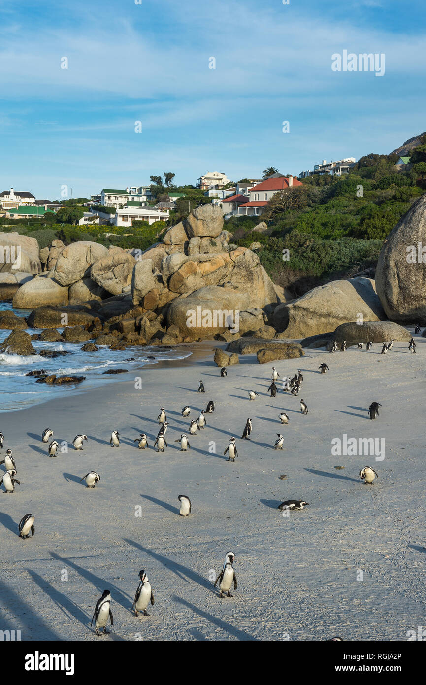 Sud Africa, Capo di Buona Speranza, Boulders Beach, jackass colonia di pinguini, Spheniscus demersus Foto Stock