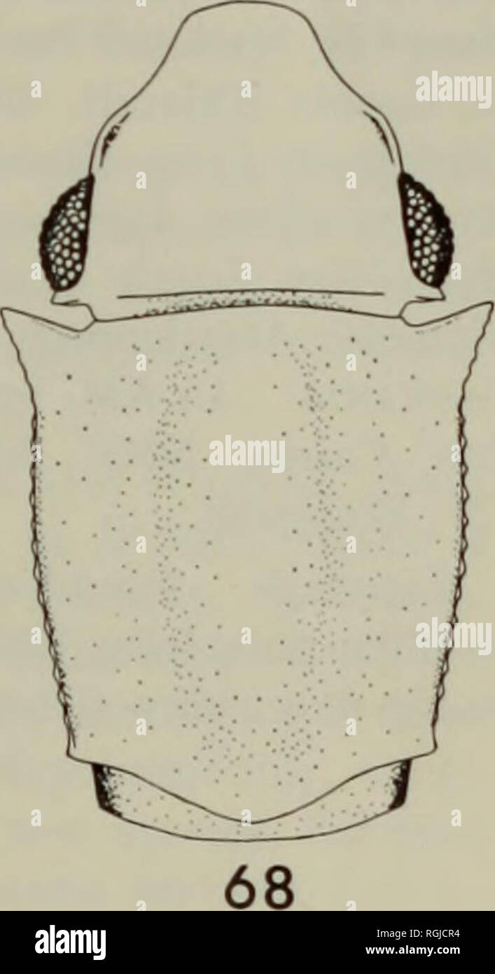 . Bollettino del Museo Britannico di Storia Naturale) Entomologia. . 62 Figure 62-68. Silvano. 62, S. castaneus MacLeay. 63, S. laterilius (Broun) testa e pronotum. 64, Antenna di S. bidentatus {¥.). 65, Antenna di 5. muticus Sharp. 66- 67, S. bidentatus (F). 66, testa e pronotum. 67, la variante di angolo anteriore di prono- tum. 68, S. muticus Sharp, testa e pronotum.. Si prega di notare che queste immagini vengono estratte dalla pagina sottoposta a scansione di immagini che possono essere state migliorate digitalmente per la leggibilità - Colorazione e aspetto di queste illustrazioni potrebbero non perfettamente assomigliano al lavoro originale. British Muse Foto Stock