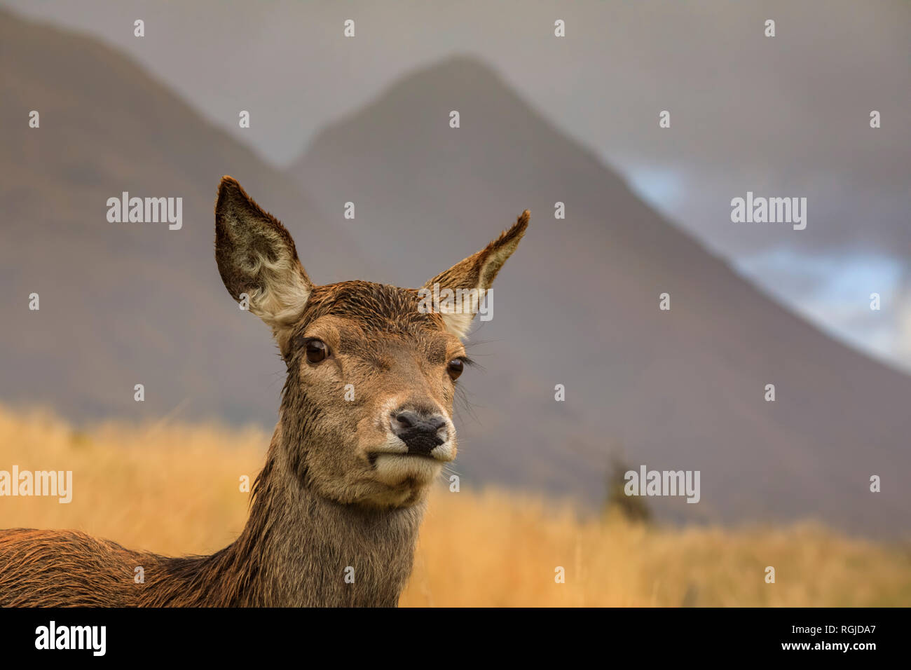 Un cervo rosso in Glen Etive, Scozia Foto Stock