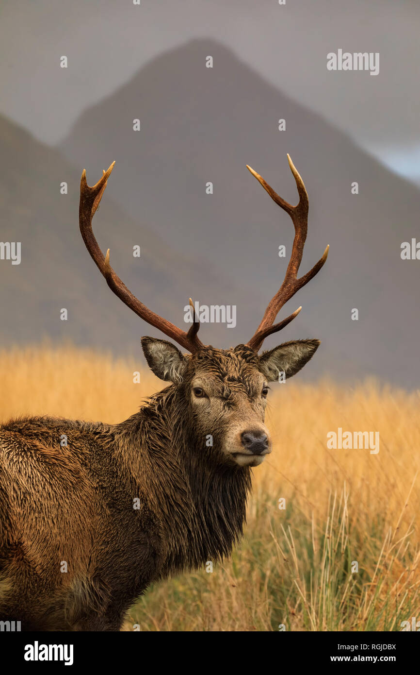 Un cervo rosso in Glen Etive, Scozia Foto Stock