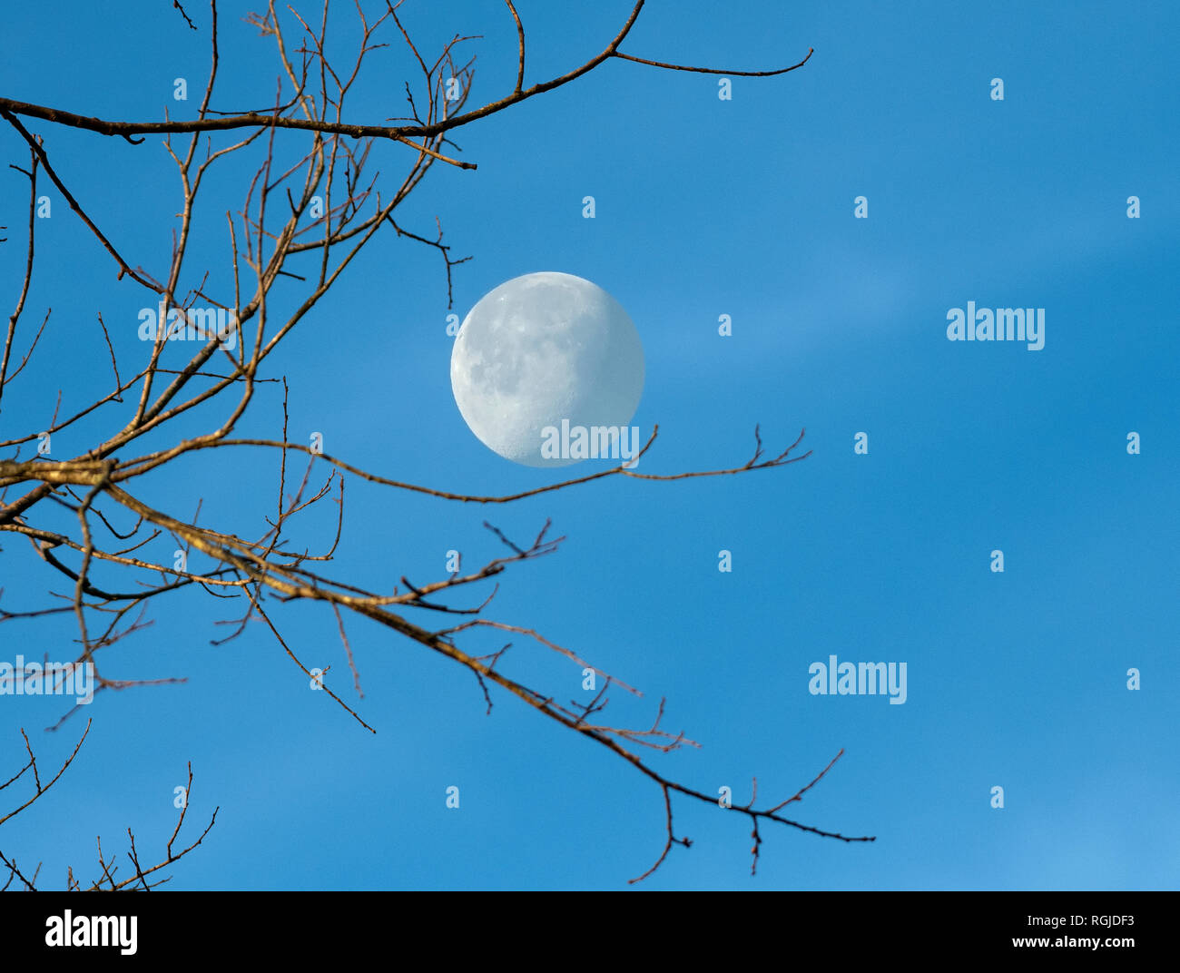 Rami spogli di un albero sono illuminate dal sole nascente, con gibbous calante luna nel profondo blu blu cielo mattutino. Foto Stock