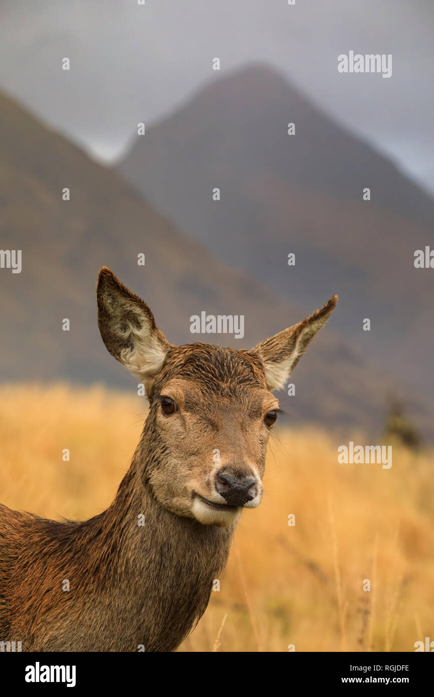 Un hind cervi in Glen Etive, Scozia Foto Stock