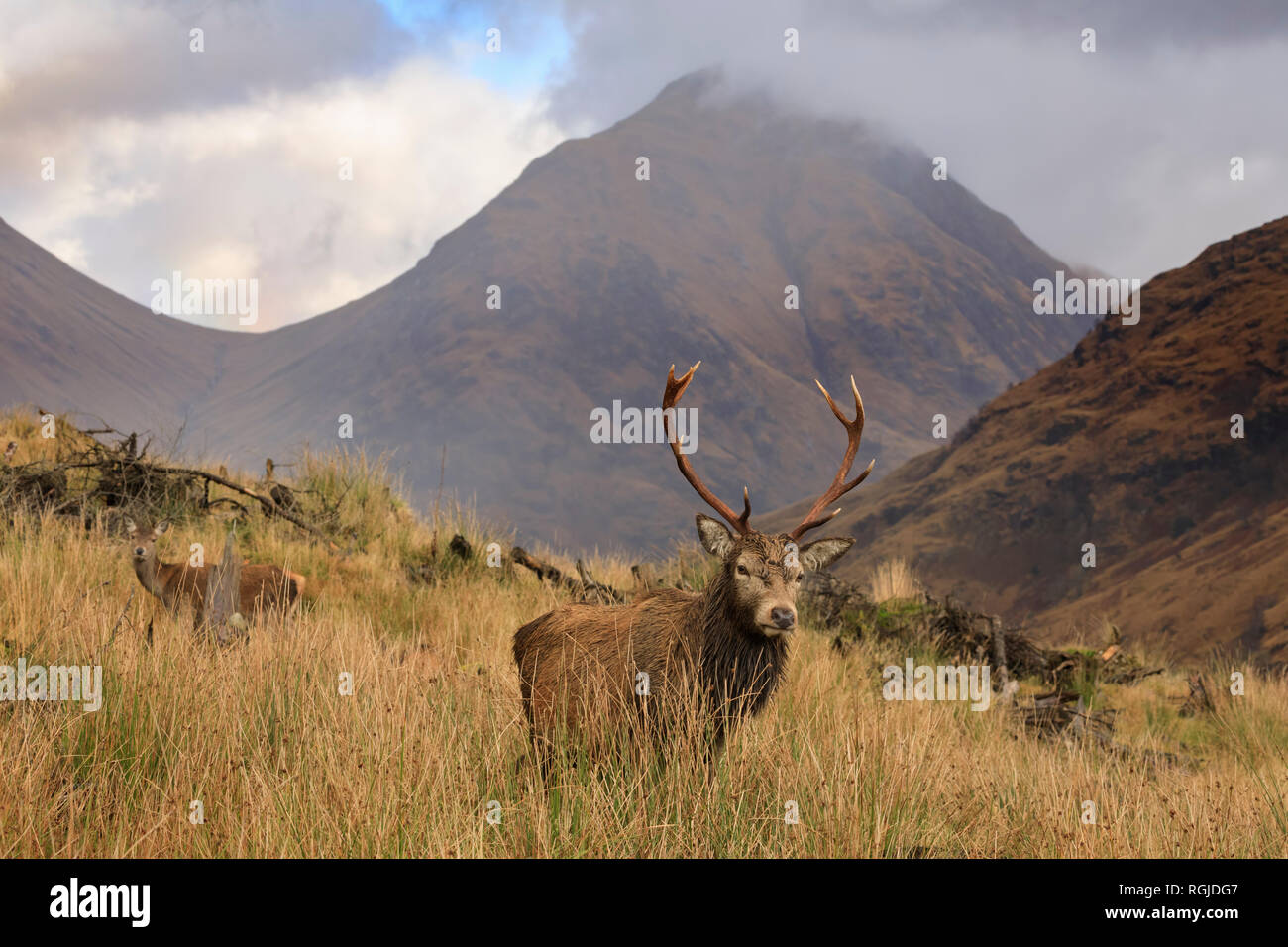 Un cervo rosso in Glen Etive, Scozia Foto Stock