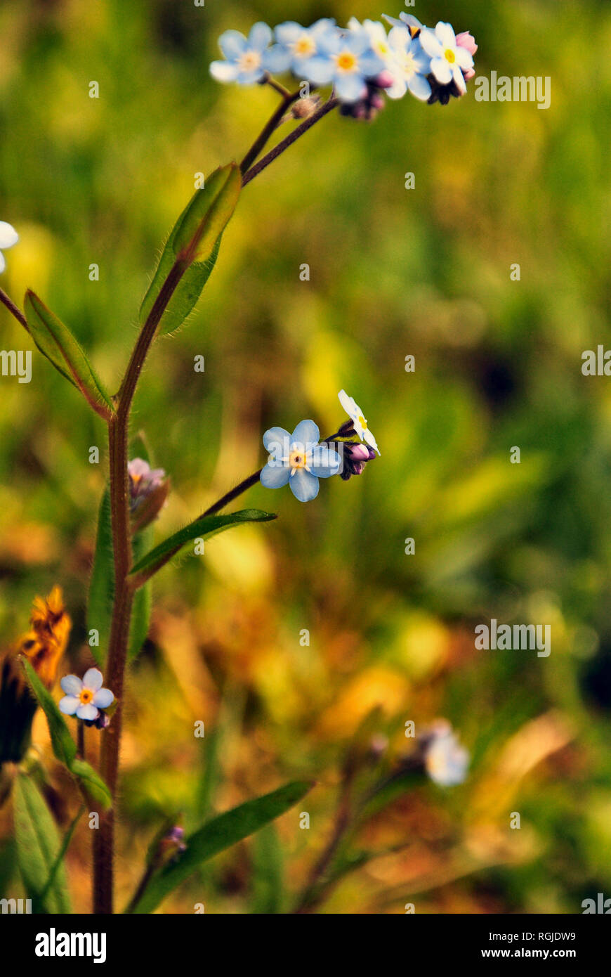 Wild blu, porpora e giallo (myosotis dimenticare-me-non) fiori su un gambo con una verde e giallo sullo sfondo di erba, Quebec, Canada Foto Stock