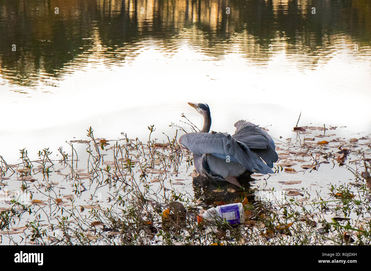 Un Airone cenerino sul bordo delle acque sempre pronto a prendere il volo con cestino dietro di esso. Foto Stock