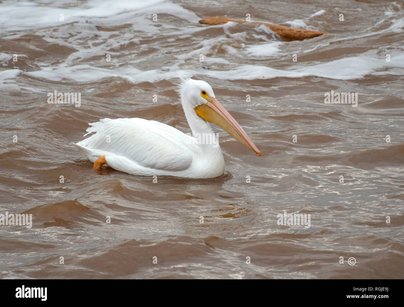 Un pellicano, Pelecanus erythrorhynchos, sul Fiume Rosso in Elm Grove, La., U.S.A. Foto Stock