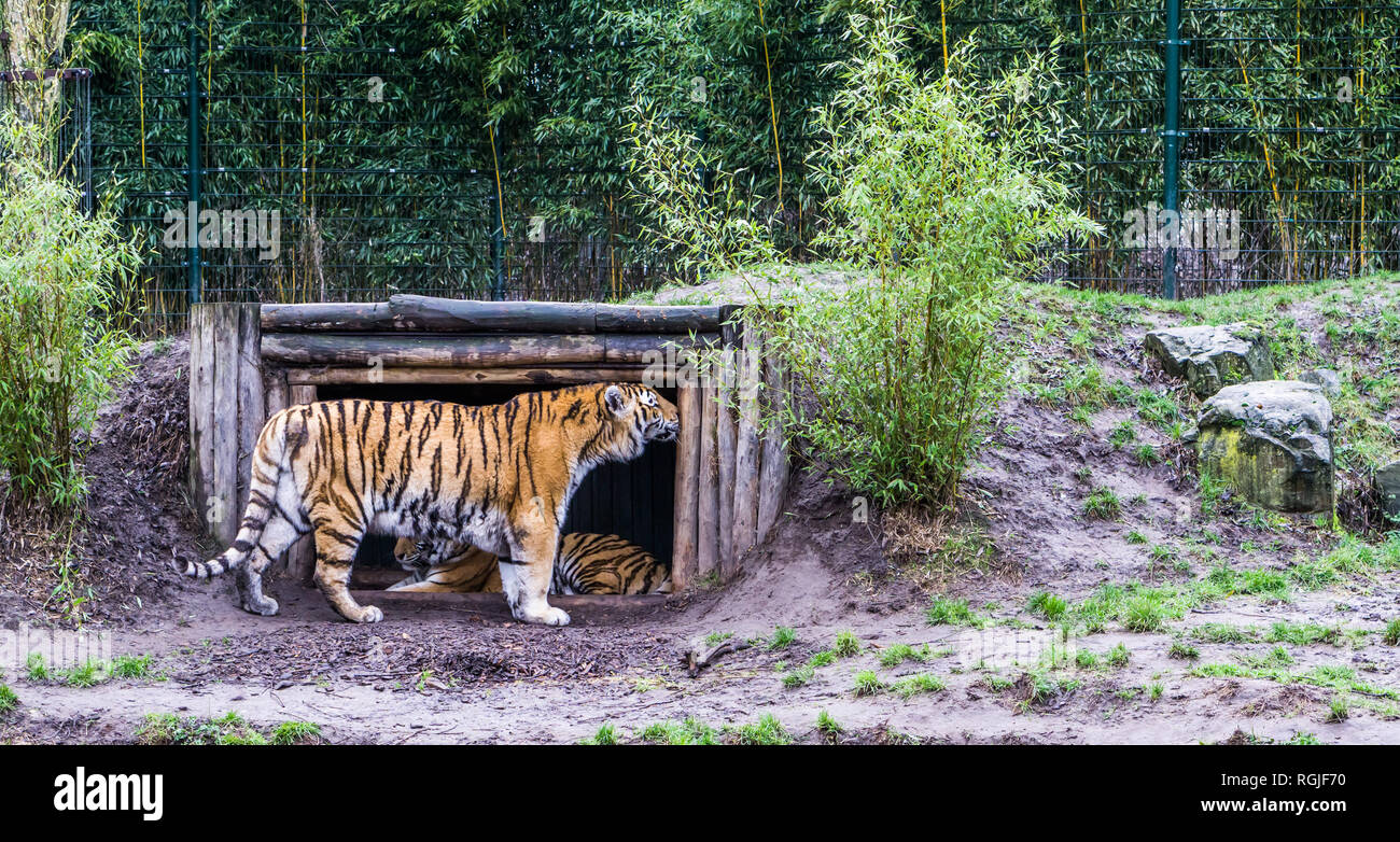 Tigre Siberiana strofinando la sua testa contro il legno della sua capanna, animali minacciate dalla Russia Foto Stock