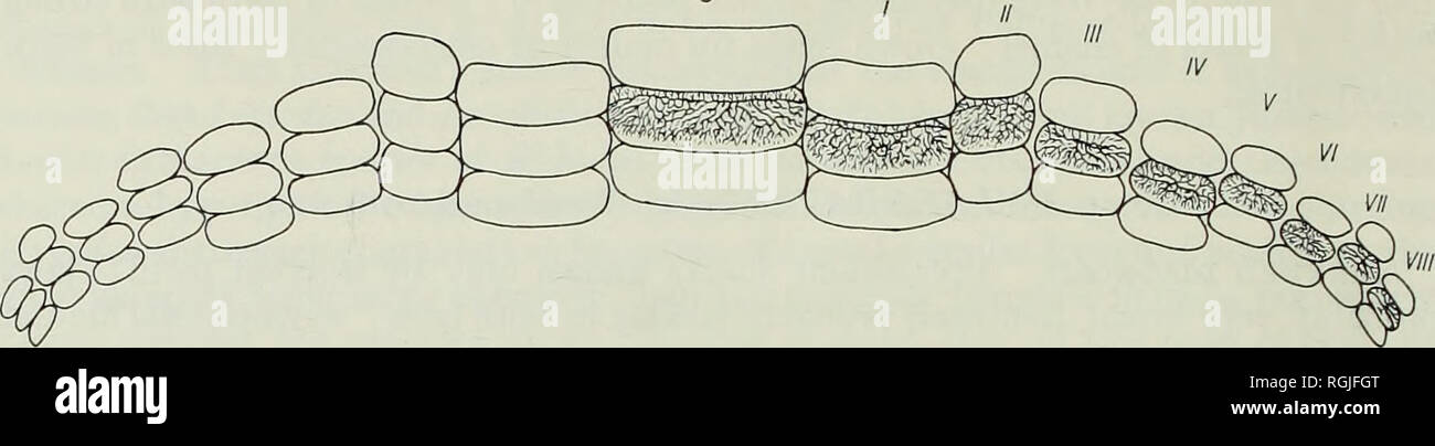 . Bollettino del Museo Britannico di storia naturale), la geologia. 334 BRITISH WEALDEN squali s. Fig. 28. Hylaeobatis ornata (Smith Woodward). Restauro della dentizione oi una ganascia in vista occlusale, x 1-5 circa ' S', S3file Tnphysial ; I-VIII, i file associati. Il disegno superficiale di un dente nel file symphysial e ciascuno del lato destro del file è tracciata da esempi dal Weald di argilla a Henfield, Sussex. 1. Symphysial denti. Il più grande e più ampia della completa denti, P.47211, (PI. 4, fig. Ho ; Text-fig. 28 ' S ') è perfettamente simmetrico bilateralmente e ha chiaramente contrassegnati ridge in c Foto Stock