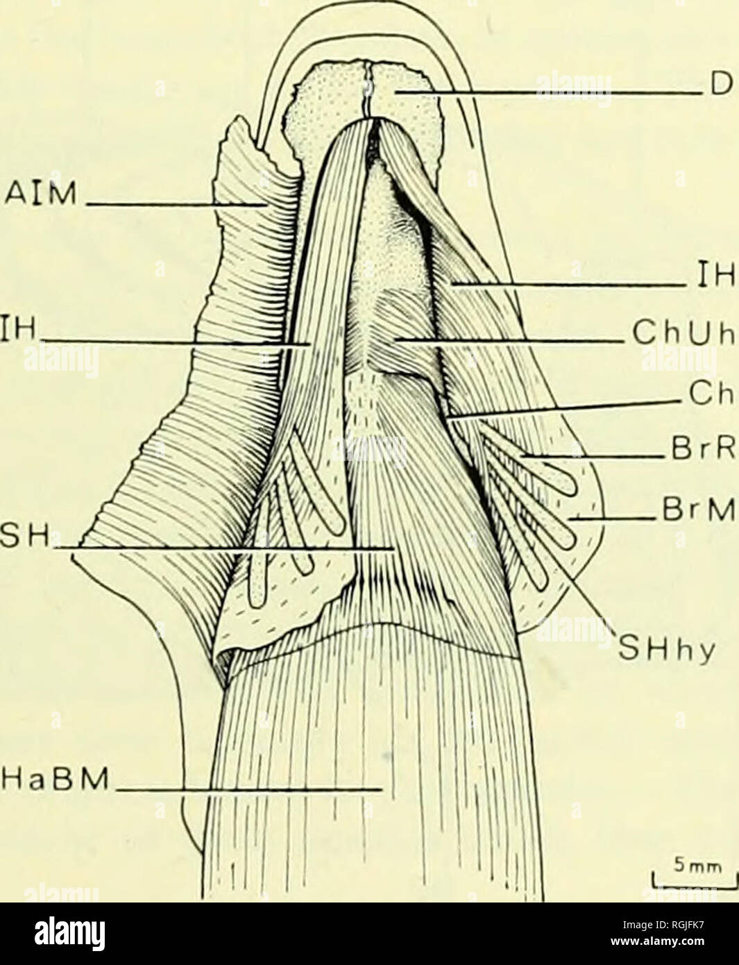 . Bollettino del Museo Britannico di storia naturale). HYOID OSTEOGLOSSOMORPH muscolatura 45 fig. 20). Né il muscolo soddisfa gli altri in qualsiasi punto, sebbene essi siano strettamente allineati anteriormente. I muscoli provengono in parte dall'epi e ceratohyal, e in parte dal primo branchiostegal ray. In grandi individui ogni muscolo non è completamente divisa orizzontalmente in modo virtualmente a formare una piccola pinna dorsale e più grande muscolo ventrale (testo-fig. 20). La suddivisione ventrale è quello descritto sopra; la parte dorsale si origina sul epihyal e inserti sulla faccia interna del dentary circa a metà strada Foto Stock