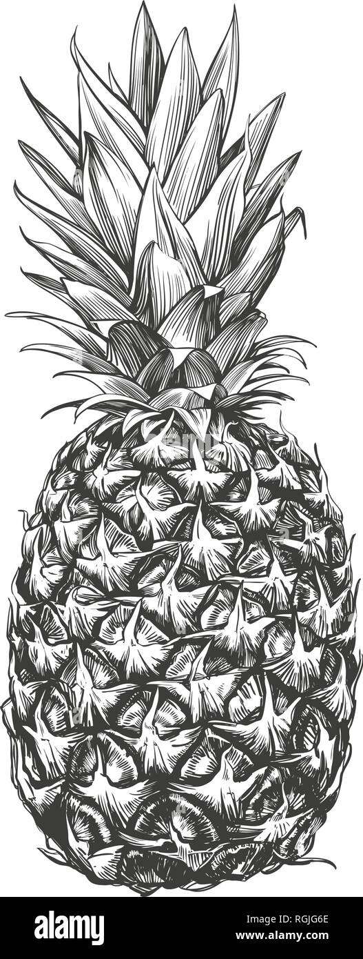 Frutto ananas disegnati a mano illustrazione vettoriale disegno realistico Illustrazione Vettoriale