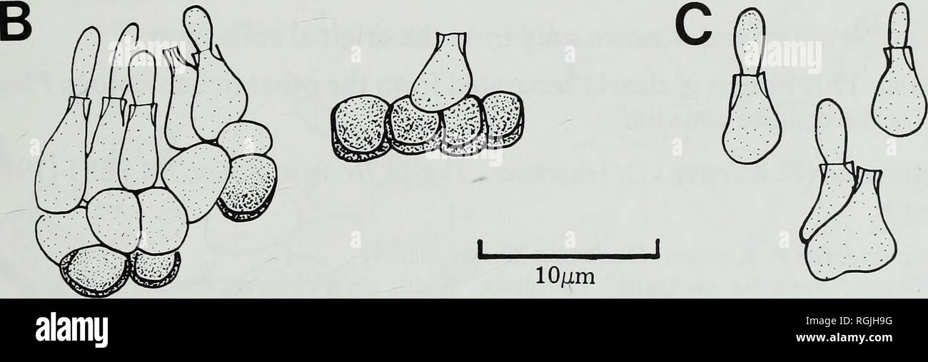 . Bollettino del Museo Britannico di storia naturale). La botanica; Botanica. 25/im. Fig. 26 Phoma dubia (E-holotype). Una sezione verticale della pycnidium. B, cellule Conidiogenous pycnidial e parete. C Conidiogenous cellule. D, conidi. a Blainville nel 1906 etichettato "Phyllosticta cytospora mini' presente che conviene in tutti i dettagli con Vouaux la descrizione originale e raccolte successive; il Blainville campione è di conseguenza designato come la Neotype per questo nome qui. Il nome Phyllosticta lichenicola Allescher può essere stato in parte sulla base di un fungo molto vicino a Phoma cytospora (vedere p. 83). Phoma caperatae Foto Stock