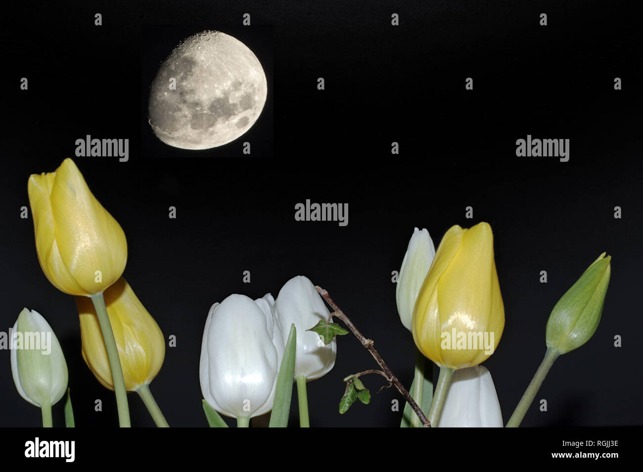 Tulip fioritura con la mezza luna sullo sfondo Foto Stock