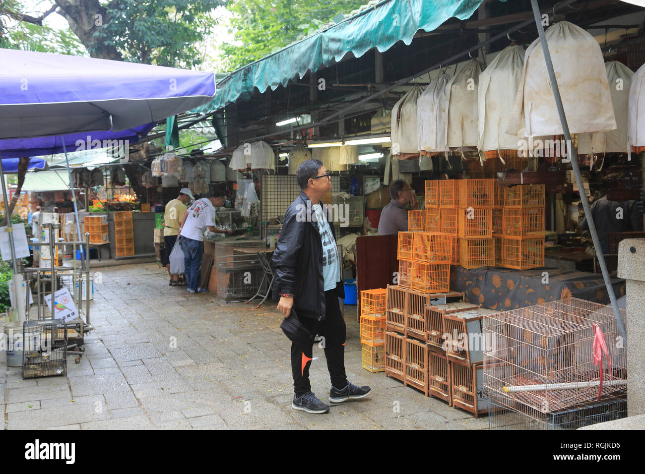 Gli uccelli per la vendita, Po Yuen Street Bird Market e giardino, Mong Kok o Mongkok, Kowloon, Hong Kong, Cina, Asia Foto Stock