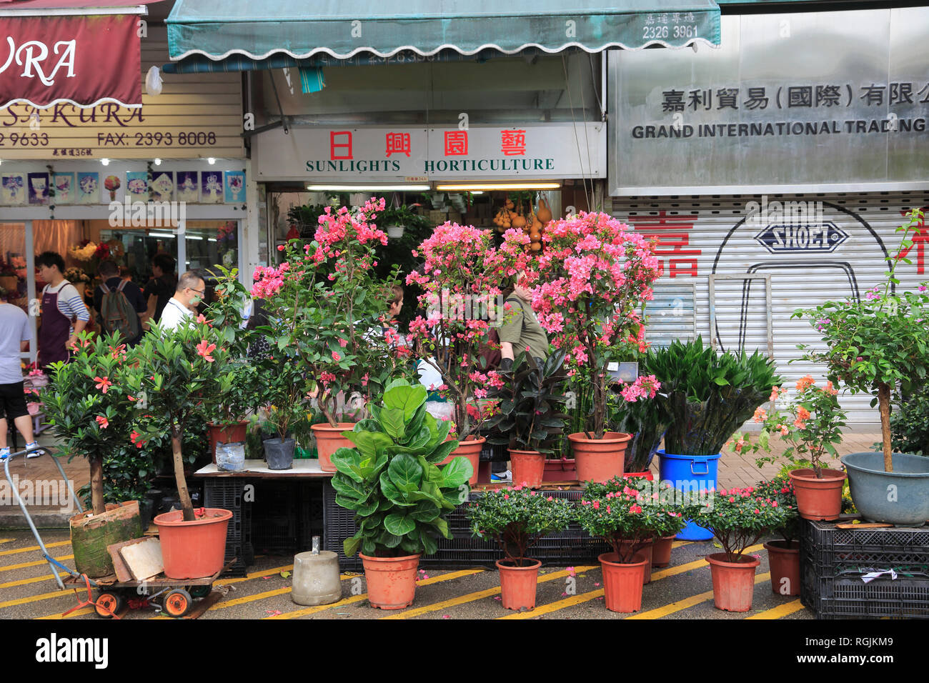 Flower Market Road, Mong Kok o Mongkok, Kowloon, Hong Kong, Cina, Asia Foto Stock