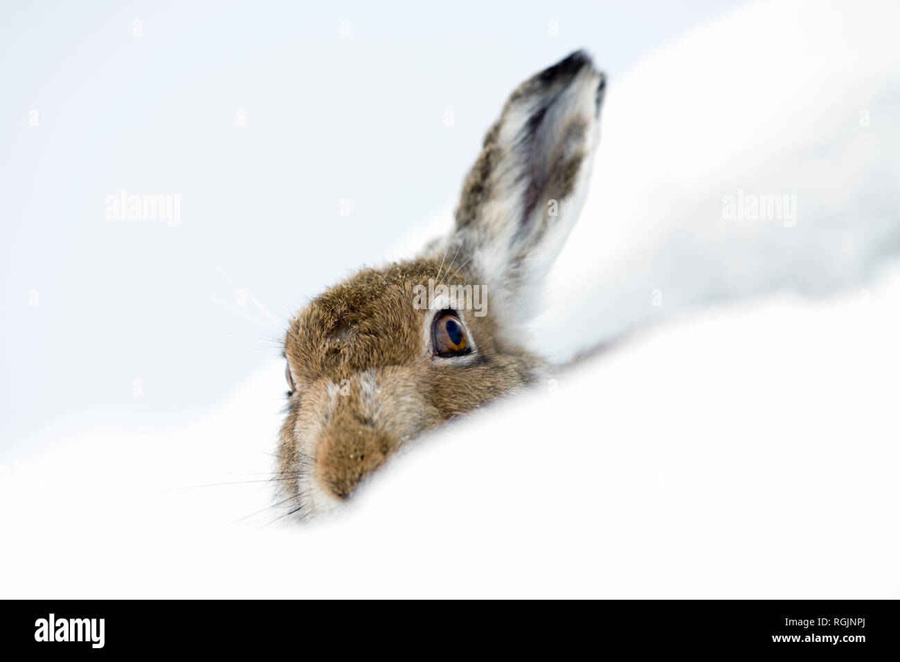 Regno Unito, Scozia, la Lepre Bianca nella neve Foto Stock