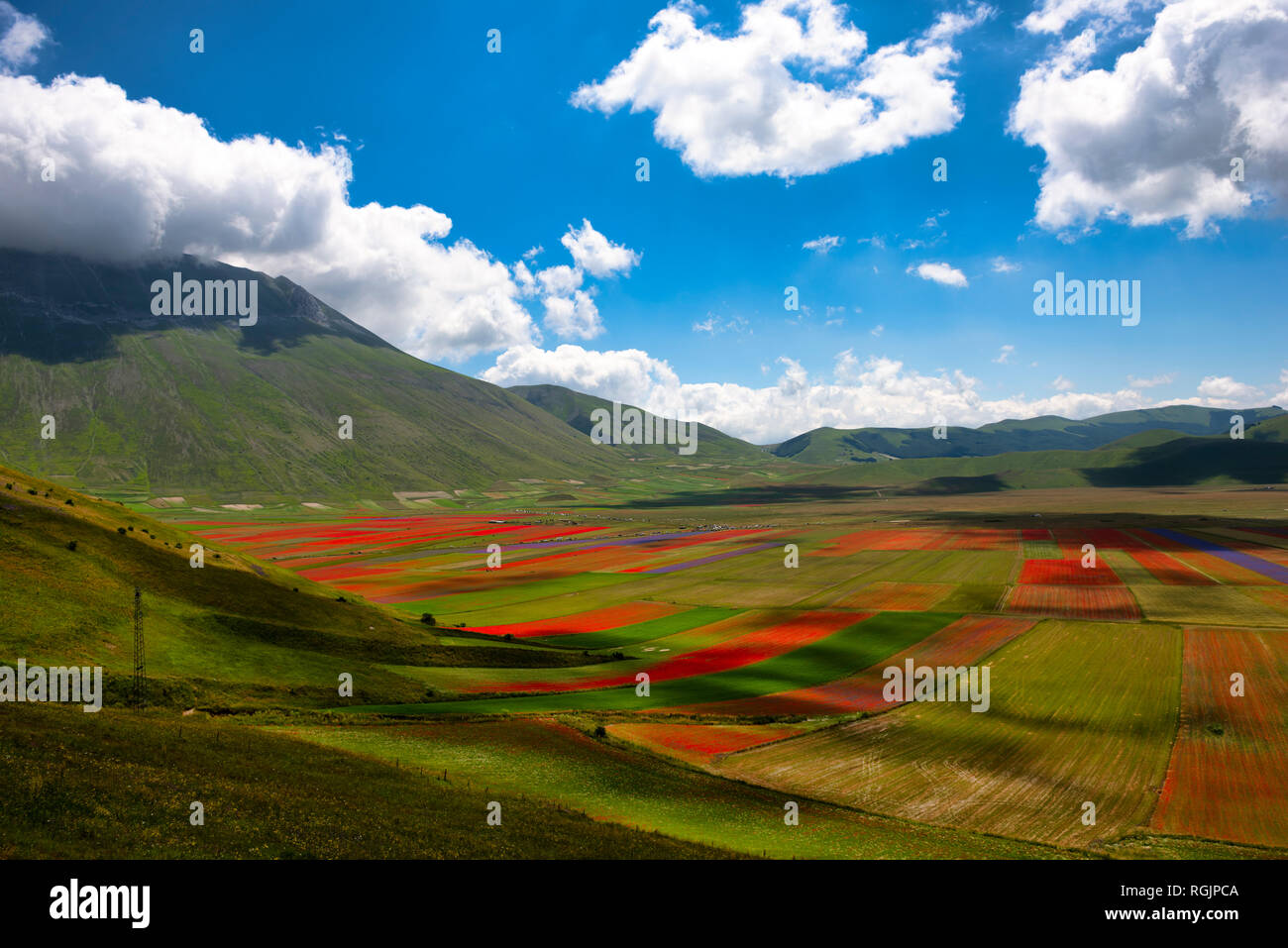 L'Italia, l'Umbria, il Parco Nazionale dei Monti Sibillini, fiori che sbocciano e lenticchie sul piano Grande di Castelluccio di Norcia Foto Stock