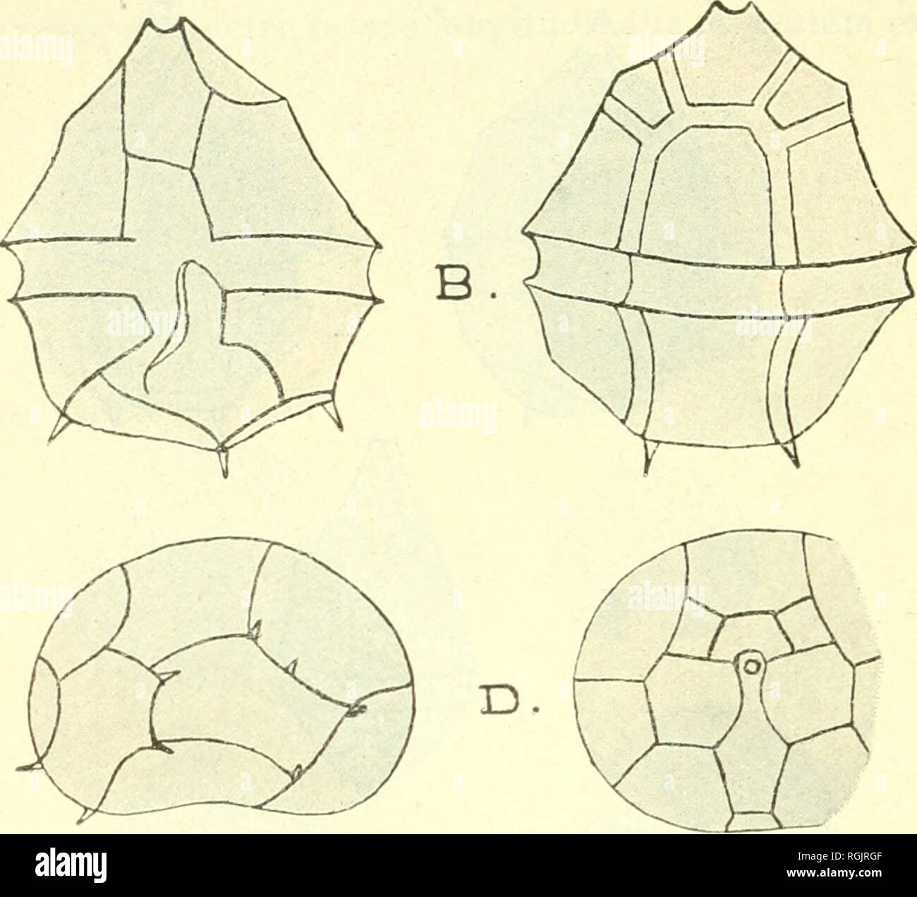 . Bulletin international de l'Acadmie des sciences de Cracovie, Classe des sciences mathmatiques et naturelles. Anzeiger der Akademie der Wissenschaften in Krakau. Reihe B, Biologische Wissenschaften. Storia naturale; Storia Naturale -- Polonia. 702 J. Woloszynska: Hab. Telaga warna. Il plancton. (Fig. 22). Die beiden Antapikalplatten halbkugelig gewolbt, wodurch eine sehr charakteristische Gestalt erlangt wird. Apex vorhanden. Plat- dieci stark areoliert. Chromatophoren Braun. Im massenhaft plancton. P. umbonatum s t e i n v. inaequale l e m m., Kryptog.-fl. Contrassegnare Brandenb.. III. Bd.: 4. *** Heft, S. 67 Foto Stock