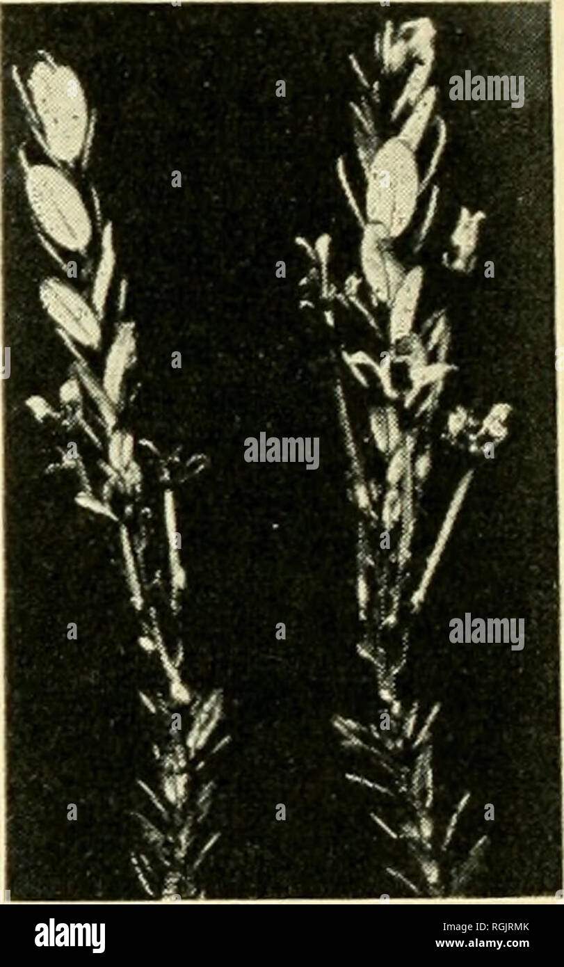 . Bollettino - Massachusetts Stazione di Esperimento Agricola. Agricoltura -- Massachusetts. Fi". 21. A SINISTRA: Witches broom crescita causata dalle false Blossom malattia. A destra: lo sviluppo del fiore di vitigni con false Blossom.. Si prega di notare che queste immagini vengono estratte dalla pagina sottoposta a scansione di immagini che possono essere state migliorate digitalmente per la leggibilità - Colorazione e aspetto di queste illustrazioni potrebbero non perfettamente assomigliano al lavoro originale. Massachusetts Stazione di Esperimento Agricola. Amherst, Massachusetts : Stazione di Esperimento Agricola, 1907-1974 Foto Stock