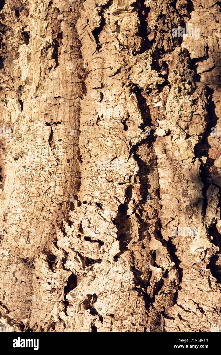 Cork Oak Tree sfondo texture. La natura dello sfondo. Industria del vino Foto Stock